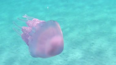 Bir Rhizostoma Pulmo, genellikle varil denizanası olarak bilinen, çöp kapağı denizanası veya frilly ağızlı denizanası yavaş hareket sualtı yüzer içinde müthiş su yansımaları ile şeffaf bir mavi filme