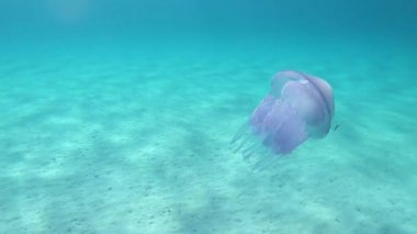 Bir Rhizostoma Pulmo, genellikle varil denizanası olarak bilinen, çöp kapağı denizanası veya frilly ağızlı denizanası yavaş hareket sualtı yüzer içinde müthiş su yansımaları ile şeffaf bir mavi filme