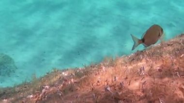 Bir palan deniz suyu yavaş hareket sualtı görüntüleri (oblada melanura), aynı zamanda eyer çipura veya oblade denilen, şeffaf mavi su ile bir kaya üzerinde Marine bitki örtüsü yemek