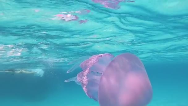 一个年轻的美丽的女人拍摄在慢动作水下游泳在透明的蓝色与Rhizostoma脉冲 俗称桶水母 垃圾箱盖水母或褶皱口水母 — 图库视频影像