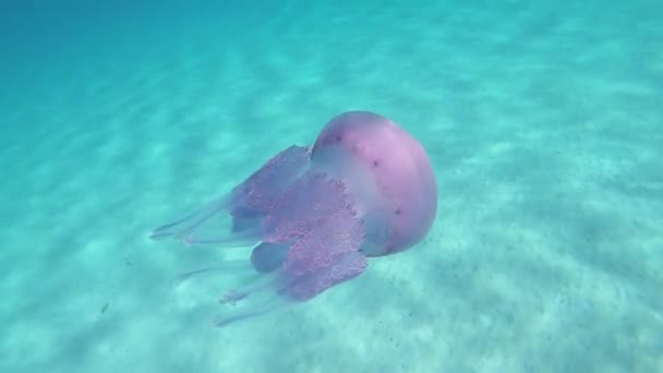 Rhizostoma Pulmo Commonly Known Barrel Jellyfish Dustbin Lid Jellyfish Frilly — Stock Video