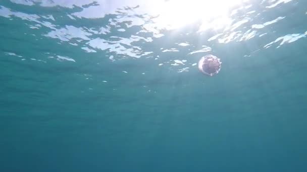 일반적으로 해파리 더스트빈 해파리 슬로우 수중으로 주름진 해파리로 알려진 Rhizostoma — 비디오