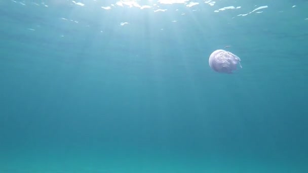 Een Rhizostoma Pulmo Algemeen Bekend Als Vat Kwallen Dustbin Deksel — Stockvideo