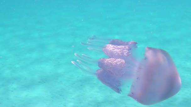 Eine Rhizostoma Pulmo Allgemein Bekannt Als Fassqualle Mülldeckelqualle Oder Rüschenmaulqualle — Stockvideo