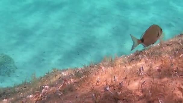 Seabreamストック動画 ロイヤリティフリーseabream動画 Depositphotos