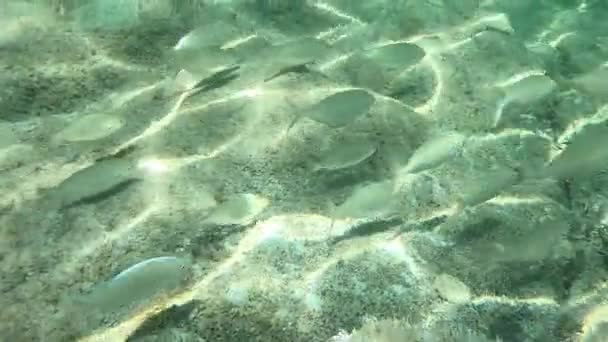 Zeitraffer Unterwasseraufnahmen Einer Gruppe Von Sarpa Salpa Fischen Die Gemeinhin — Stockvideo