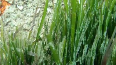 Bir Posidonia Bush dokunmadan ve sarpa salpa, dreamfish, Salema, Salema Porgy, sığır kaşığı ya da iki büyük kayalar arasında goldlıne olarak bilinen bir Grup yakalama yavaş hareket sualtı görüntüleri