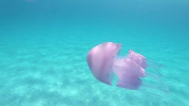Bir Rhizostoma Pulmo, genellikle varil denizanası olarak bilinen, çöp kapağı denizanası veya frilly ağızlı denizanası yavaş hareket sualtı yüzer içinde müthiş su yansımaları ile şeffaf bir mavi filme