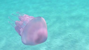 Bir Rhizostoma Pulmo, genellikle varil denizanası olarak bilinen, çöp kapağı denizanası veya frilly ağızlı denizanası yavaş hareket sualtı yüzer içinde müthiş su yansımaları ile şeffaf bir mavi filme