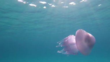 Bir Rhizostoma Pulmo, genellikle varil denizanası olarak bilinen, çöp kapağı denizanası veya frilly ağızlı denizanası yavaş hareket sualtı yüzer içinde müthiş su yansımaları ile şeffaf bir mavi filme