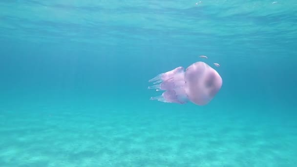 一种Rhizostoma脉冲 俗称桶状水母 垃圾箱盖水母或毛茸茸的水母拍摄在慢动作水下游泳在透明蓝色与真棒水反射 — 图库视频影像
