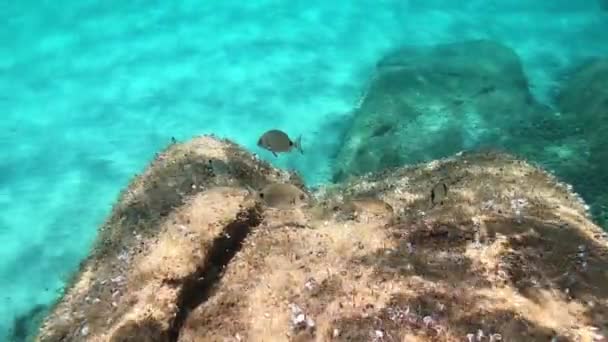 一些地中海小鱼在岩石上吃海洋植被的水下镜头 这些鱼在透明的蓝色海水中吃海洋植物 — 图库视频影像