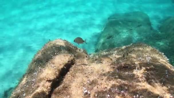 Images Sous Marines Ralenti Petits Poissons Méditerranéens Qui Mangent Végétation — Video