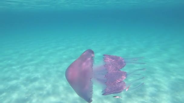슬로우 수중으로 아름다운 여성은 일반적으로 해파리 더스트 해파리 해파리로 알려진 — 비디오