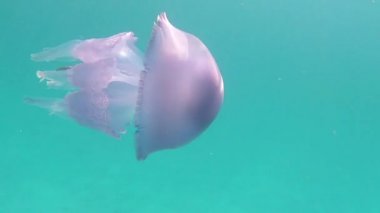 Bir Rhizostoma Pulmo, genellikle varil denizanası olarak bilinen, çöp kapağı denizanası veya frilly ağızlı denizanası yavaş hareket sualtı yüzer içinde müthiş su yansımaları ile şeffaf bir mavi filme