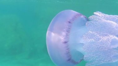 Namlu denizanası, çöp tenekesi kapağı denizanası veya fırfırlı ağızlı denizanası olarak da bilinen rhizostoma pulmo'nun yakın çekimi, su altında yavaş çekimde çekilen yansımaları ile şeffaf mavi suda yüzer.