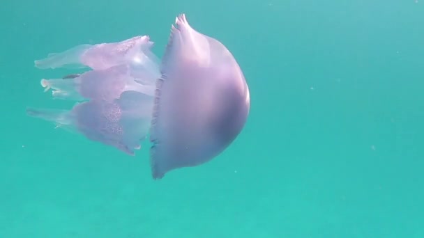 一种Rhizostoma脉冲 俗称桶状水母 垃圾箱盖水母或毛茸茸的水母拍摄在慢动作水下游泳在透明蓝色与真棒水反射 — 图库视频影像