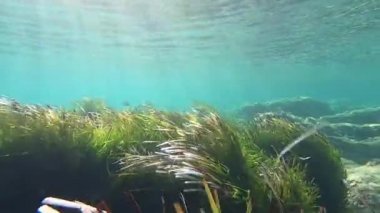 Güneş ışığı yansımaları ile dalgalar sallanan posidonia oceanica çim büyük bir çalı sualtı sowmotion görüntüleri