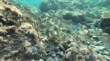 Rüya Balığı, Salema, Salema, Salema Porgy, İnek Balığı ya da Altın Çizgisi olarak bilinen bir grup Sarpa salpa balığının kayaların yakınından temiz ve berrak sularda kaçarken yavaş çekim görüntüleri.