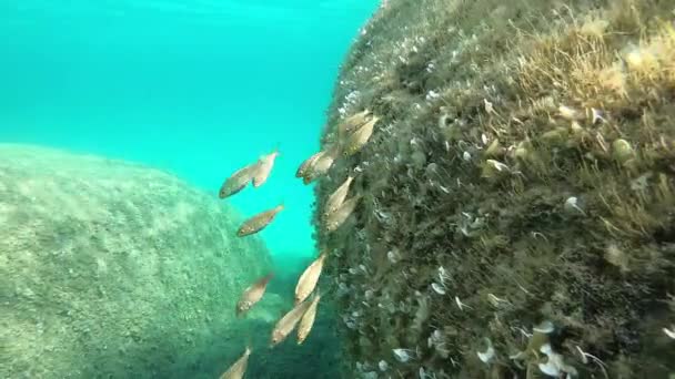慢动作水下镜头的一组婴儿Sarpa萨尔帕鱼通常被称为梦鱼 销售马 销售波吉 牛胸或金线 在干净 清澈的水中逃离岩石附近 — 图库视频影像