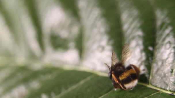 Nature Alert Concept Close Van Een Bumble Bee Bombus Dead — Stockvideo