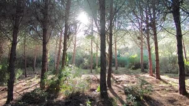 Panoramic Slow Motion Pine Forest Sea Sun Rays Infiltrating Tree — Stock Video