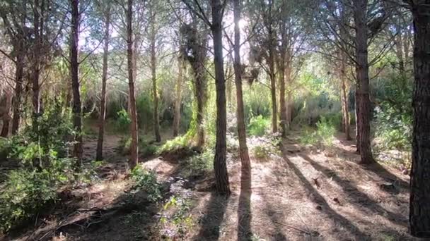 太陽の光線が木の幹に浸透し 魔法の雰囲気を作り出す海辺の松林のパノラマスローモーション — ストック動画