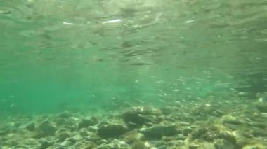 Yavru Akdeniz balıklarının kayaların etrafında temiz ve berrak sularda yüzüşlerinin yavaş çekim görüntüleri.