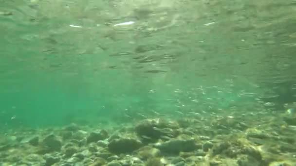 Yavru Akdeniz Balıklarının Kayaların Etrafında Temiz Berrak Sularda Yüzüşlerinin Yavaş — Stok video