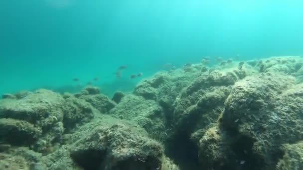 Slow Motion Onderwater Beelden Van Een Groep Sarpa Salpa Vissen — Stockvideo