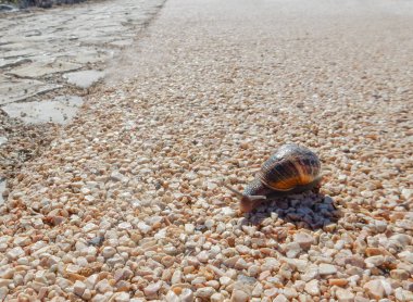 Yaşam kavramının sertliği: yavaş yavaş zorluklarla karşı karşıya ve çözülür. Çakıl taşları üzerinde bir salyangoz, kayma zor bir yerde