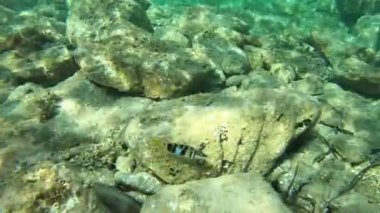 Bir Boyalı Comber sualtı video görüntüleri (Serranus scriba) kayalık alt kayalar arasında yüzer sonra iki taş arasında gizler