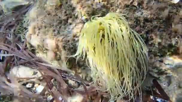 澄んだ海の中で太陽光の反射で波から揺れる海アネモネ アクティナリア の水中映像 — ストック動画