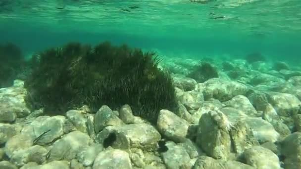 Podwodne Nagrania Wideo Dużego Posidonia Krzew Oceaniczny Kołysząc Się Fal — Wideo stockowe