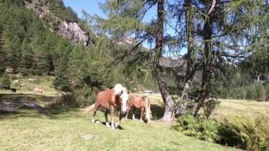 Tipik uzun beyaz yele ile bir Haflinger atı kesinlikle kameraya dokunan kadar doğru yaklaşıyor. Arka planda orman ve Brenta Dolomites