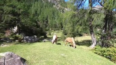 Trentino çayırında otlayan çimleri ve arka plandaki ormanla tipik beyaz yele niyeti olan iki Haflinger atının yakın çekimi