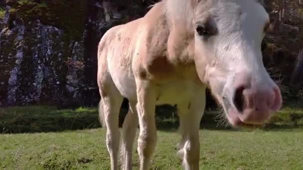 Primer Plano Caballo Avelignese Haflinger Con Típica Melena Blanca Que — Vídeo de stock