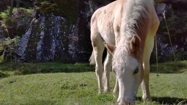ハフラリンガーの馬は アダメッロ公園 ドロミティ ブレンタのトレンティーノ牧草地で草を放牧します — ストック動画