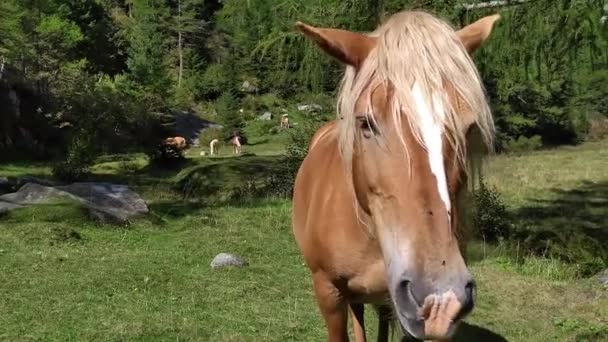 Gros plan d'un cheval avelignais (Haflinger) avec la crinière blanche typique regardez la caméra dans le Trentin avec les Dolomites de Brenta en arrière-plan 