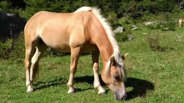 Cavalo Haflinger Pastoreia Grama Prado Trentino Parque Adamello Dolomiti Del — Vídeo de Stock