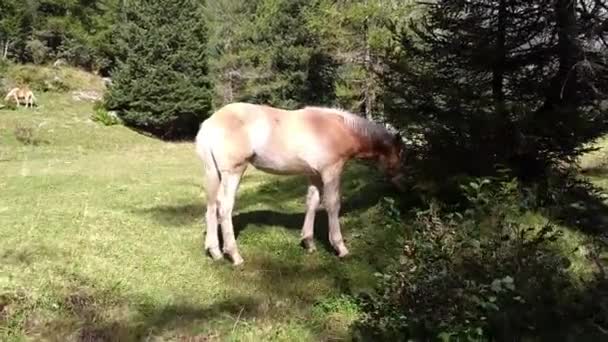 ハフラリンガーの馬は アダメッロ公園 ドロミティ ブレンタのトレンティーノ牧草地で草を放牧します — ストック動画