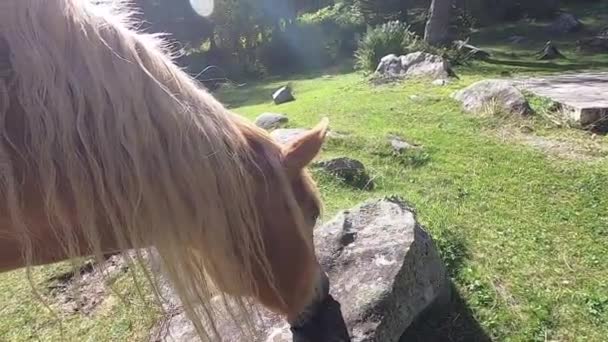 Bliska Koń Avelignese Haflinger Typowym Długim Białym Grzywą Łące Trentino — Wideo stockowe