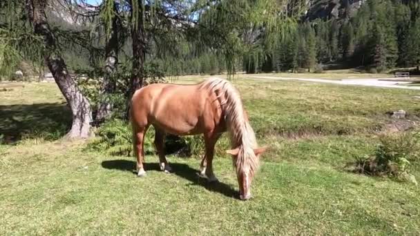 Un cheval Haflinger à la longue crinière blanche typique broute l'herbe dans une prairie du Trentin puis s'approche de la caméra au premier plan avec les Dolomites de Brenta en arrière-plan 