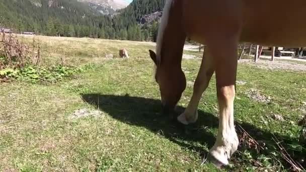 ブレンタ ドロミテを背景にトレンティーノの草原で草を放牧する典型的な白いたてがみを持つアヴェリグネスの馬 ハフリンガー のクローズアップ — ストック動画