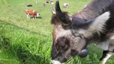 Tipik bir Tirol alp ineğinin, Dolomitler 'deki yeşil bir çayırda otlayan sığırları ve arka plandaki tipik Alp çiftliğini yakından takip edin.