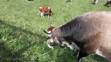 Tipik bir Tirol alp ineğinin, Dolomitler 'deki yeşil bir çayırda otlayan sığırları ve arka plandaki tipik Alp çiftliğini yakından takip edin.