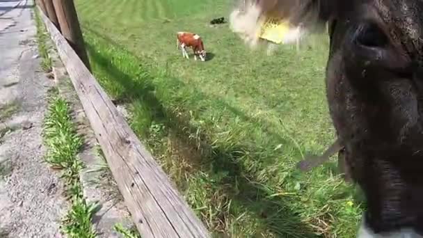 Plan exaltant d'une vache curieuse qui met son nez entre la clôture en bois pour fixer l'objectif de la caméra qui prend une macro de son nez et de sa bouche 
