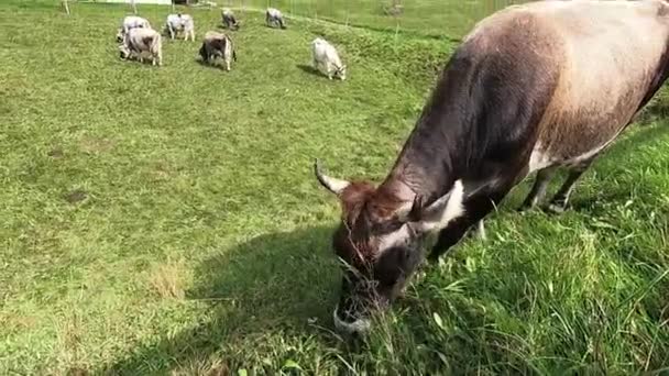 Närbild Typisk Tyrolsk Alpin Betar Gräset Grön Äng Dolomiterna Med — Stockvideo