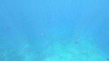 Büyük bir Chromis Chromis balığının açık, mavi ve derin sulardaki ışık yansımaları efektleriyle sersemletici sualtı görüntüleri.