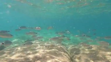 Genellikle rüya balığı, salema, salema porgy, inek gübresi veya altın çizgisi olarak bilinen bir grup Sarpa salpa balığının sualtı görüntüleri ve kayaların yakınındaki temiz, berrak su içinde Saddle Seabream (Oblada melanura)